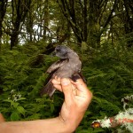Storm petrel bird on Kent Island