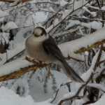 Gray Jay on snowy branch