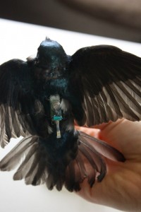 Bird with a geolocator attached to it's body
