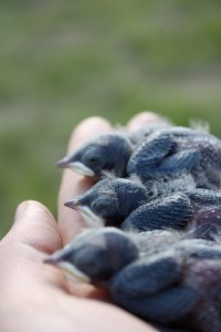 Three baby Tree swallows in human hand