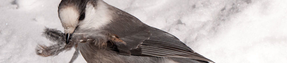 Gray Jay with nesting material