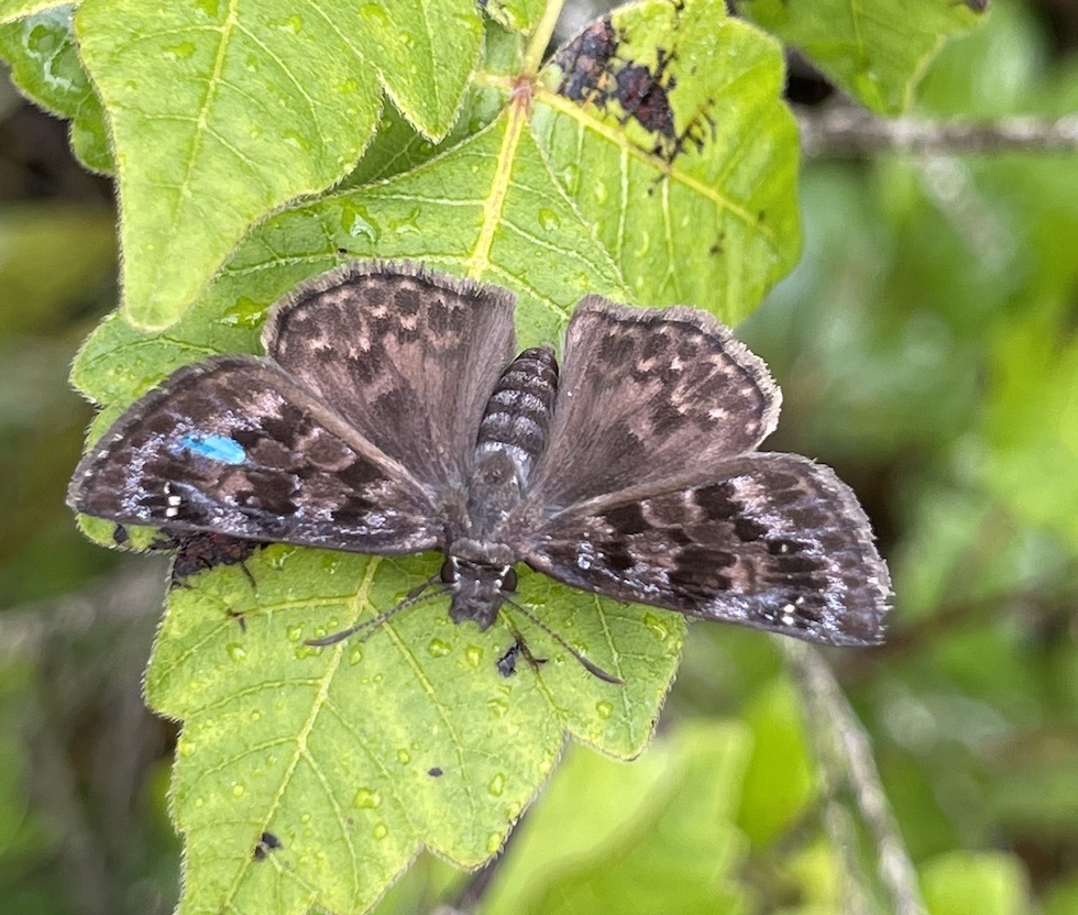 Mottled Duskywing butterfly