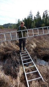 Man walking on ladder across a marsh