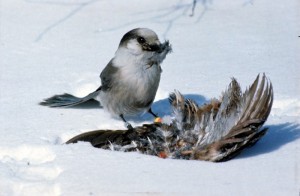 Gray Jay collecting feathers for nest lining