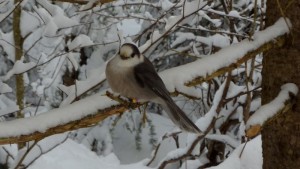Gray Jay on snowy branch