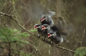 Baby Gray Jays chirping