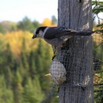 Gray Jay perched on side of tree