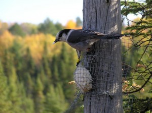 Gray Jay perched on side of tree