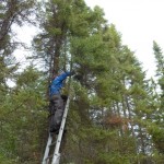 Man climbing tall tree