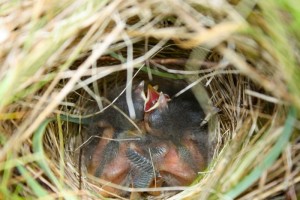 Sparrow babies in nest