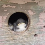Tree swallow nestlings peeking out from wooden nesting box