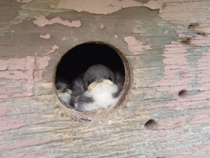 Tree swallow nestlings peeking out from wooden nesting box