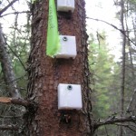 Simulated Gray Jay caches