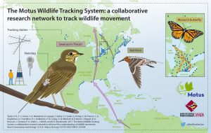 Tools for Tracking Migratory Animals | Norris Lab