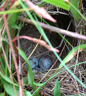 savannah sparrow nest